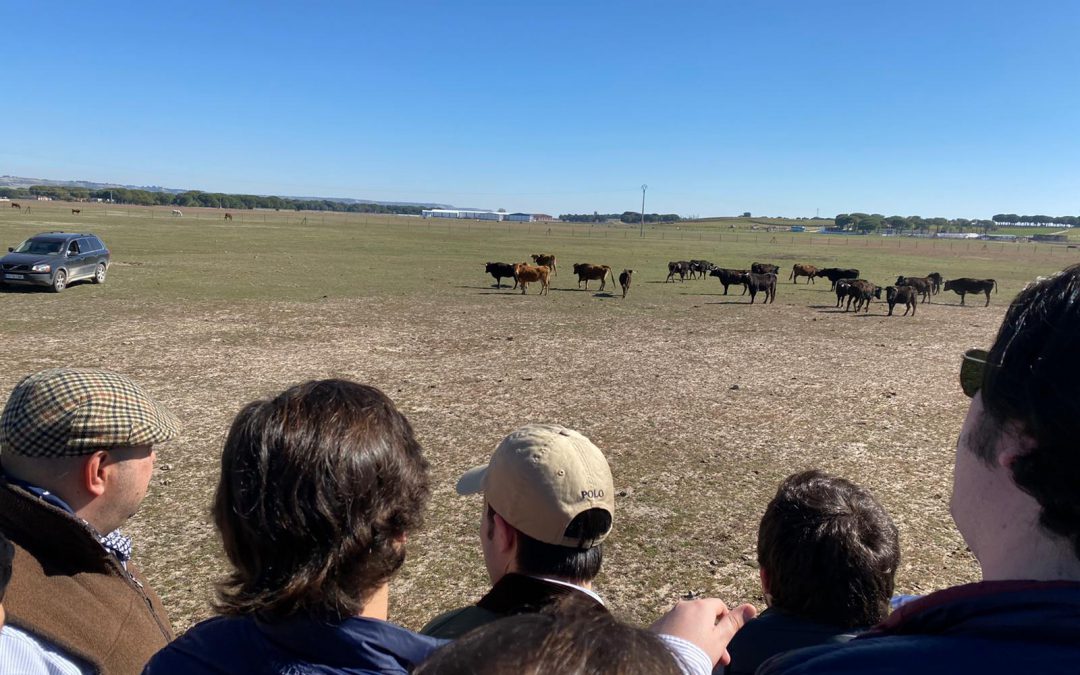 Visita a la ganadería «Toros de Brazuelas»